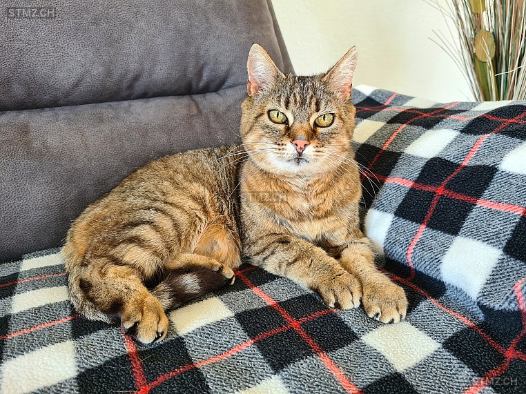 Häxli — Hauskatze ♀, Vermisst seit 06.06.2023, Wikon (LU)