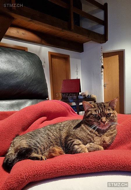 Nola — Hauskatze ♀, Vermisst seit 01.06.2023, Ligerz (BE)