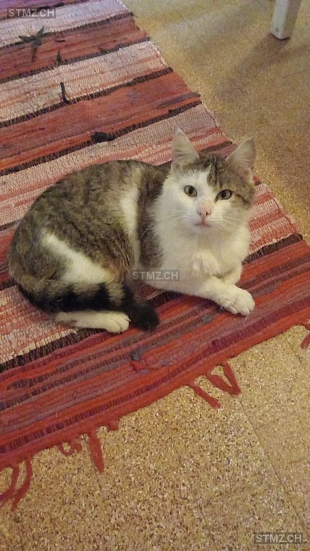 Buäbeli — Katze ♂, Vermisst seit 30.05.2023, Märstetten (TG)