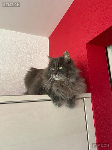 Ronron — Hauskatze ♂, Vermisst seit 02.06.2023, Montbrelloz (FR)