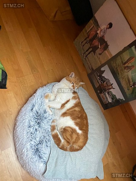 Golem — Hauskatze ♂, Vermisst seit 06.06.2023, Oberbalm (BE)