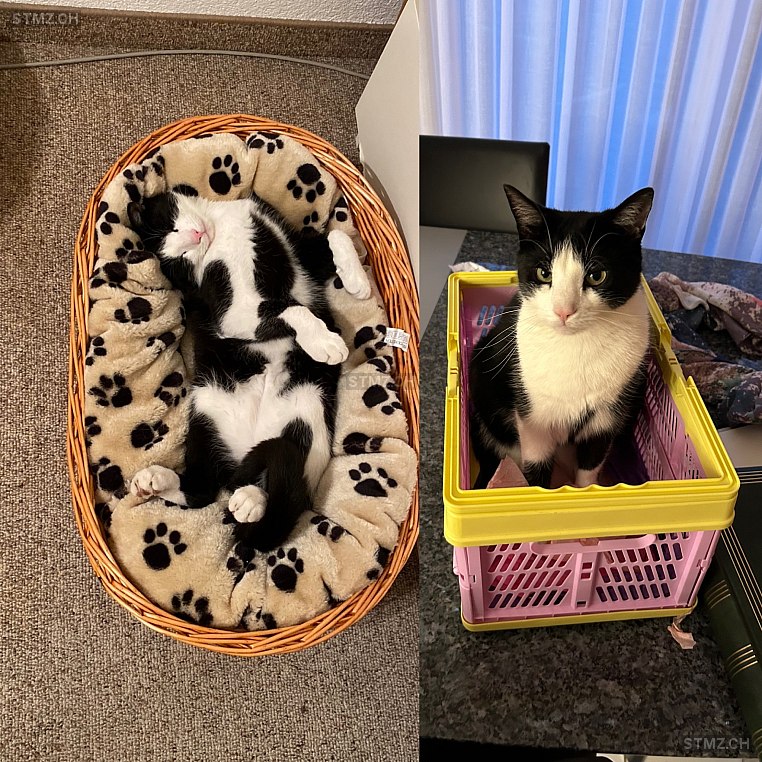 Lumpi — Hauskatze ♂, Vermisst seit 06.06.2023, Neftenbach (ZH)