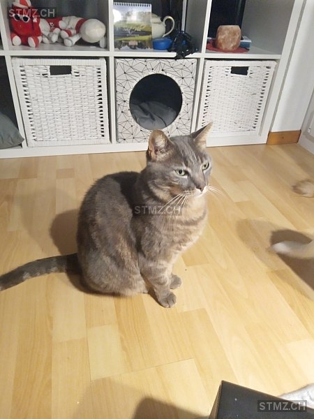 Charly — Hauskatze ♂, Vermisst seit 05.06.2023, Gunzgen (SO)