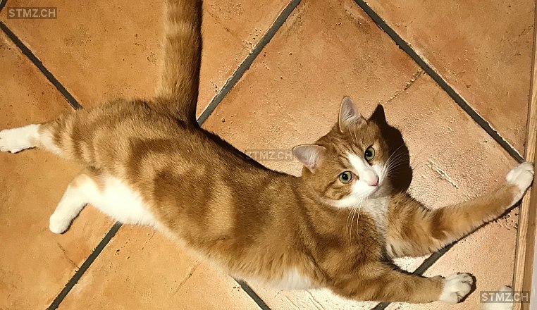 Gian — Hauskatze ♂, Vermisst seit 13.06.2023, Islikon (TG)