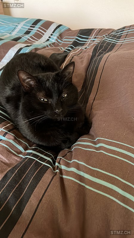 Nero — Hauskatze ♂, Vermisst seit 09.07.2023, Schüpfen (BE)