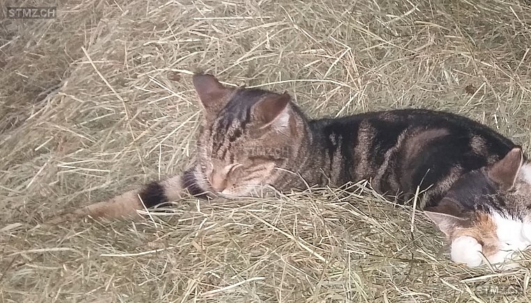 Dachs — Hauskatze ♂, Vermisst seit 26.06.2023, Rickenbach LU (LU)