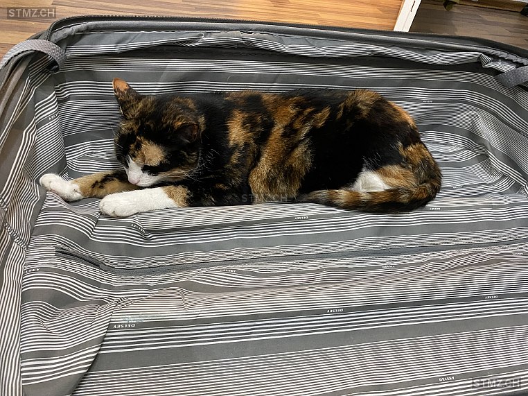 Xeni/Xenia — Hauskatze ♀, Vermisst seit 20.07.2023, Schlieren (ZH)