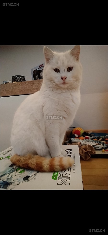 Hope — Hauskatze ♀, Vermisst seit 18.07.2023, Stansstad (NW)