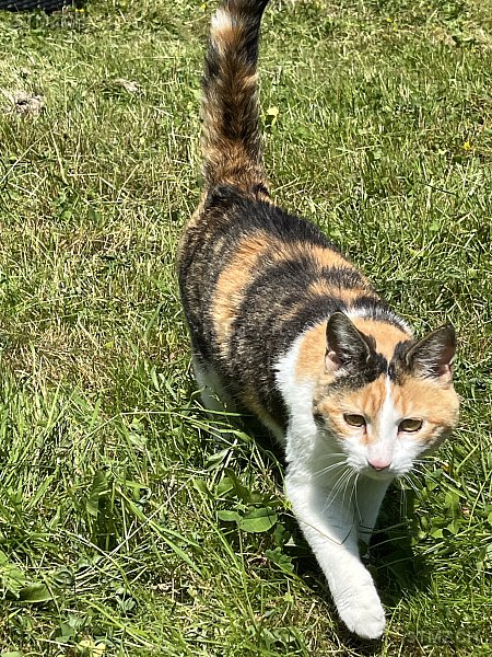 Busbi — Hauskatze ♀, Vermisst seit 18.06.2023, Wasen im Emmental (BE)