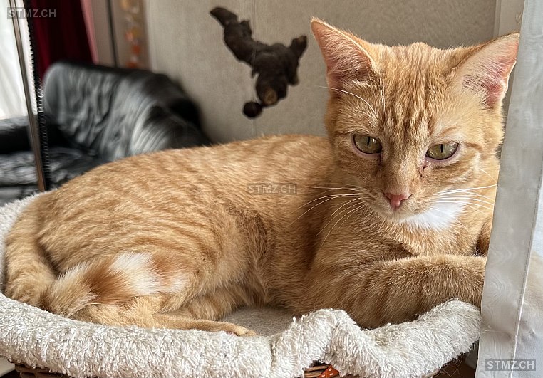 Chili — Hauskatze ♂, Vermisst seit 28.07.2023, Kreuzlingen (TG)