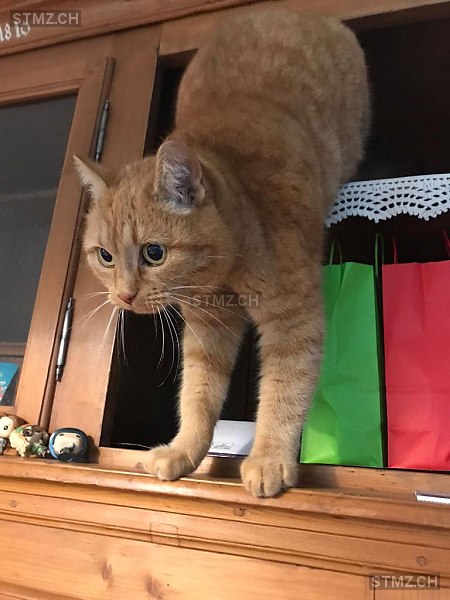 Ipsi — Hauskatze ♀, Vermisst seit 08.08.2023, Witterswil (SO)