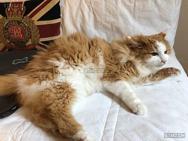 Rena — Hauskatze ♀, Vermisst seit 26.08.2023, Eggenwil (AG)