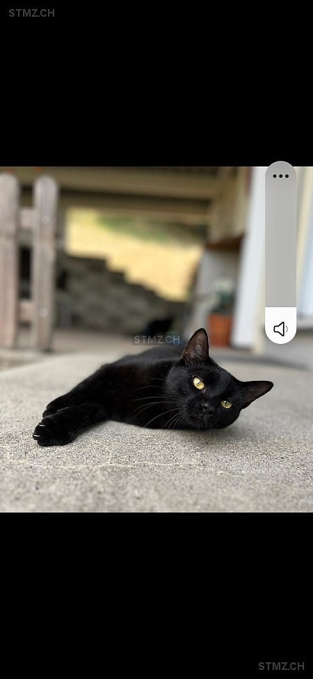 Sonny — Hauskatze ♂, Vermisst seit 04.09.2023, Attiswil (BE)