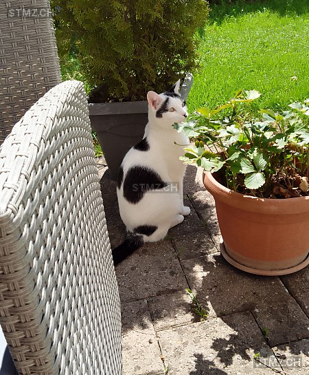 Panda — Hauskatze ♂, Vermisst seit 02.09.2023, Rüti ZH (ZH)
