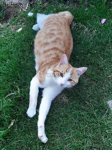 Kitty — Hauskatze ♀, Vermisst seit 02.10.2023, Kirchleerau (AG)