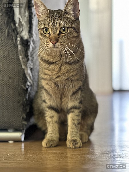 Charlie — Hauskatze ♀, Vermisst seit 04.10.2023, Berneck (SG)