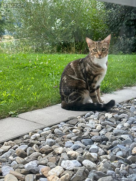 Lucy — Bengalen ♀, Vermisst seit 04.10.2023, Maienfeld (GR)