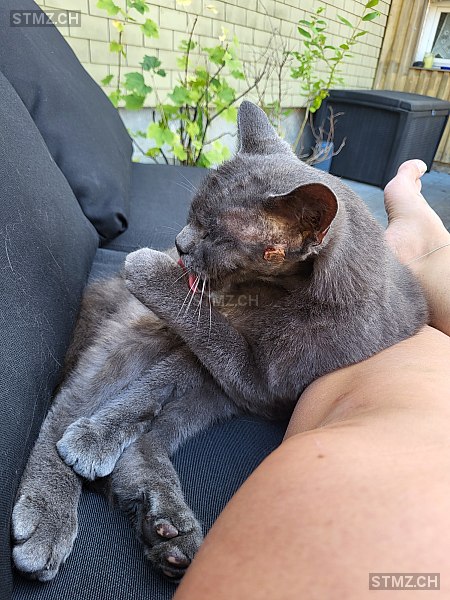 Mo — Hauskatze ♂, Vermisst seit 22.09.2023, Sarmenstorf (AG)