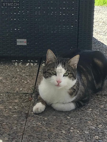 Clyde — Hauskatze ♂, Vermisst seit 04.10.2023, Dällikon (ZH)