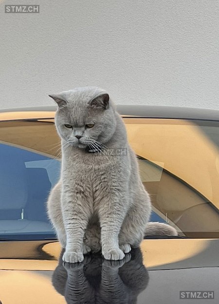 Pascha — British Kurzhaar ♂, Vermisst seit 13.10.2023, Schöftland (AG)