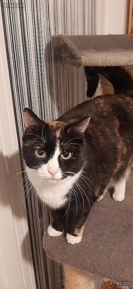 Minette dite Mimi — Hauskatze ♀, Vermisst seit 12.05.2023, La Chaux-de-Fonds (NE)