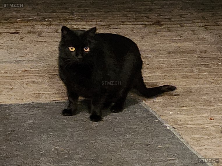 Tüfeli — Hauskatze ♂, Vermisst seit 03.10.2023, Buus (BL)