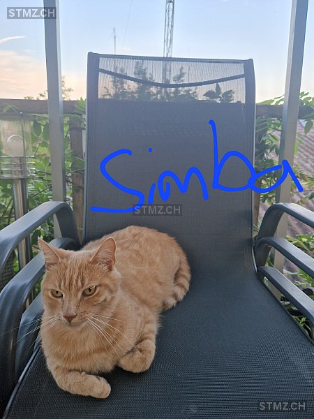Simba — Hauskatze ♂, Vermisst seit 08.09.2023, Heimiswil (BE)