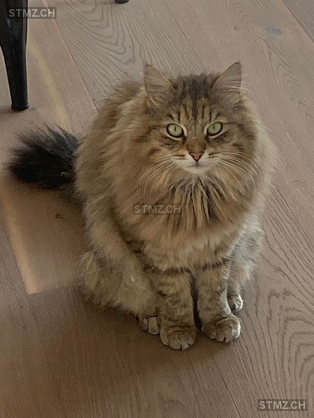 Snickers — Norwegische Waldkatze ♂, Vermisst seit 19.10.2023, Bubikon (ZH)