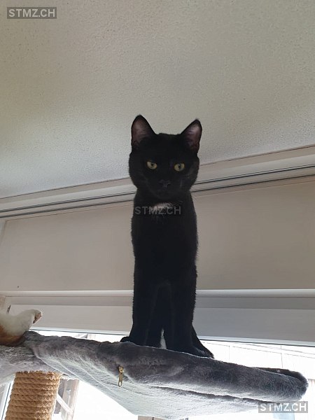 Buddy — Hauskatze ♂, Vermisst seit 11.10.2023, Wängi (TG)