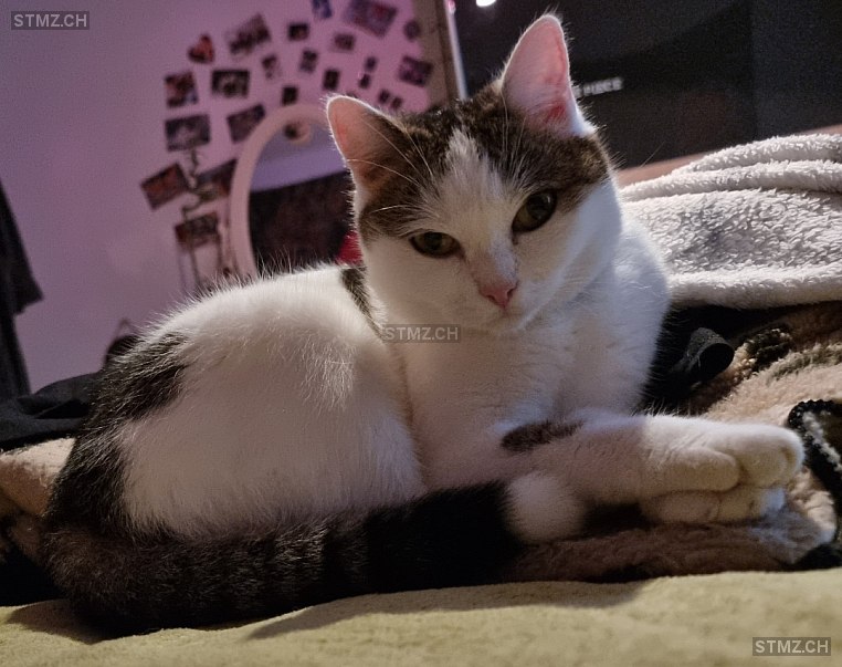 Suki — Hauskatze ♀, Vermisst seit 22.10.2023, Dübendorf (ZH)