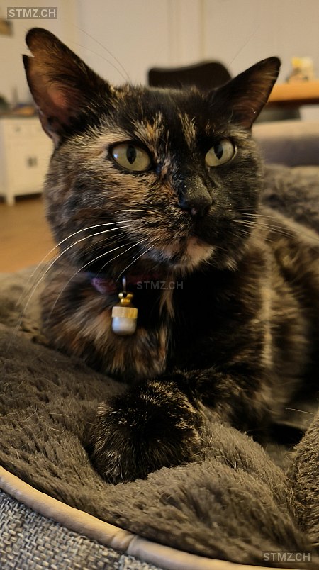 Caprice — Hauskatze ♀, Vermisst seit 28.10.2023, Brügg BE (BE)