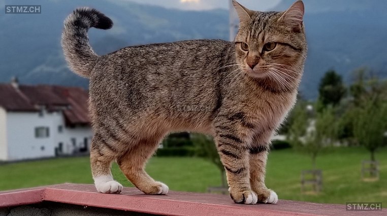 Tofli — Katze ♂, Vermisst seit 03.11.2023, Balzers (FL)