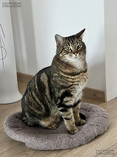 Kevin — Hauskatze ♂, Vermisst seit 19.08.2023, Cugy VD (VD)