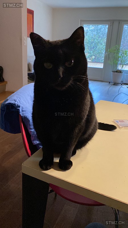 Capsule — Hauskatze ♀, Vermisst seit 13.12.2023, Petit-Lancy (GE)