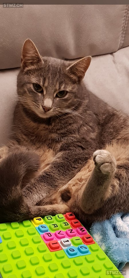 TRIXI — Hauskatze ♀, Vermisst seit 22.12.2023, Lützelflüh-Goldbach (BE)