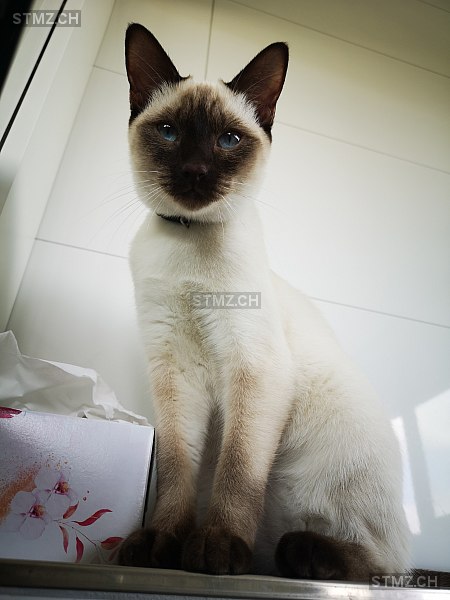 Mrs. Aretha Franklin — Siamkatze ♀, Vermisst seit 09.05.2022, Feuerthalen (ZH)