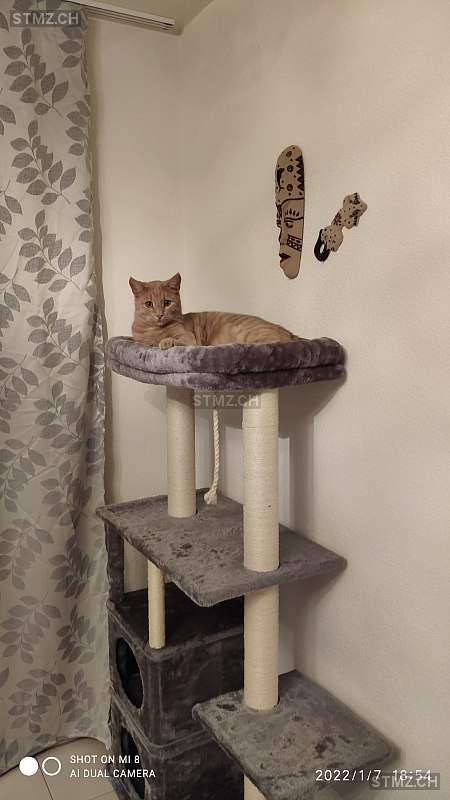 Timi — Hauskatze ♂, Vermisst seit 29.05.2023, Steinmaur (ZH)