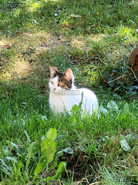 Baily — Hauskatze ♀, Vermisst seit 20.12.2023, Herbetswil (SO)