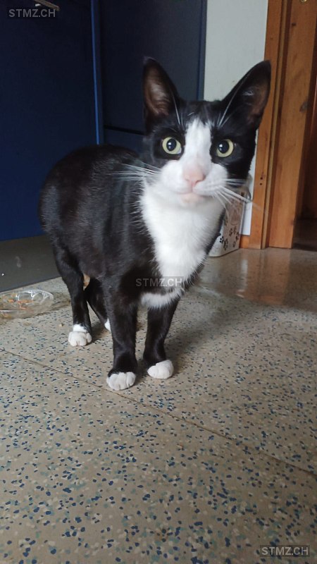 Bubu — Hauskatze ♂, Vermisst seit 01.11.2023, Vermes (JU)