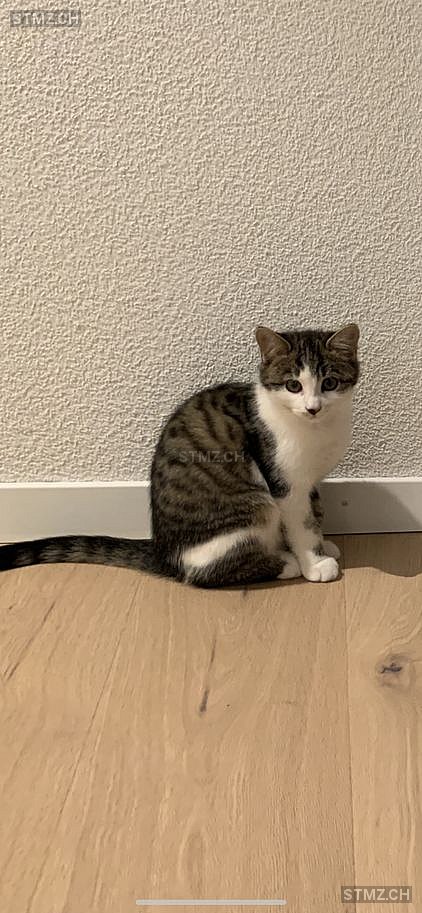 Vermisste Katzen #330638 — Katze ♀, Vermisst seit ?, Sempach Stadt (LU)