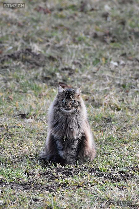 Sämi — Hauskatze ♂, Vermisst seit 03.10.2023, Brütten (ZH)