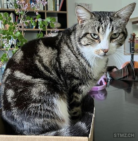 Arthur — Hauskatze ♂, Vermisst seit 07.11.2023, Zürich (ZH)