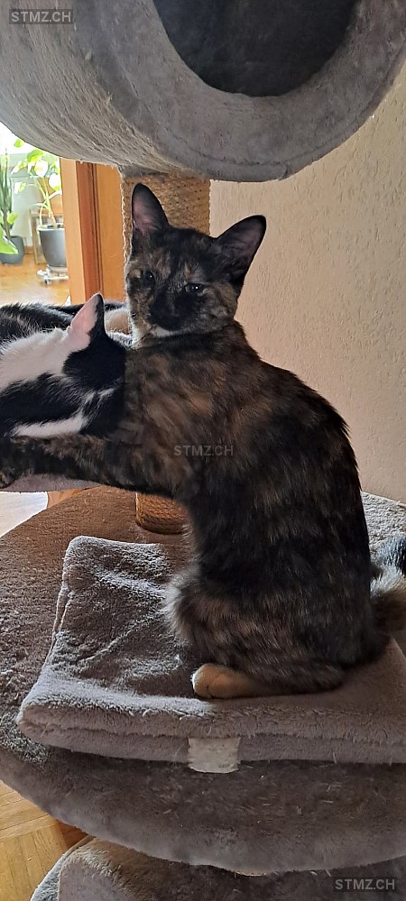 Gypsi — Hauskatze ♀, Vermisst seit 14.02.2023, Wilen bei Neunforn (TG)