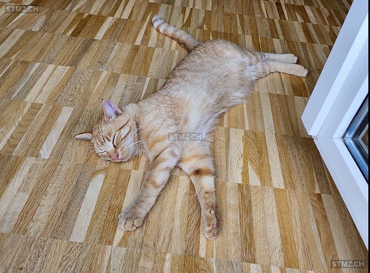 Luna — Hauskatze ♀, Vermisst seit 30.01.2024, Therwil (BL)