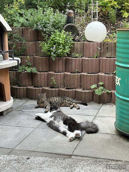 Rocky — Hauskatze ♂, Vermisst seit 17.01.2024, Grossaffoltern (BE)