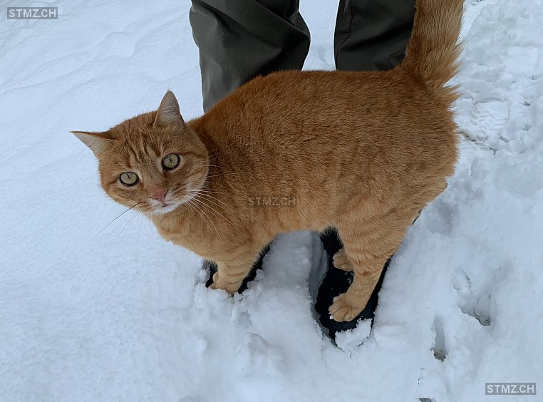 Fynn — Hauskatze ♂, Vermisst seit 04.02.2024, Flühli LU (LU)