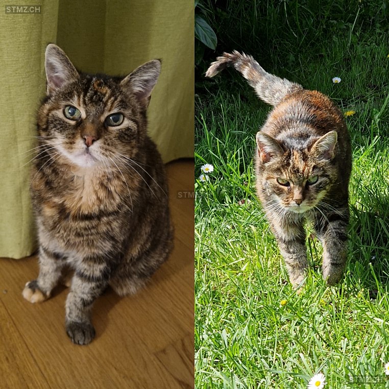 Isabela (Sari) — Hauskatze ♀, Vermisst seit 12.02.2024, Auw (AG)
