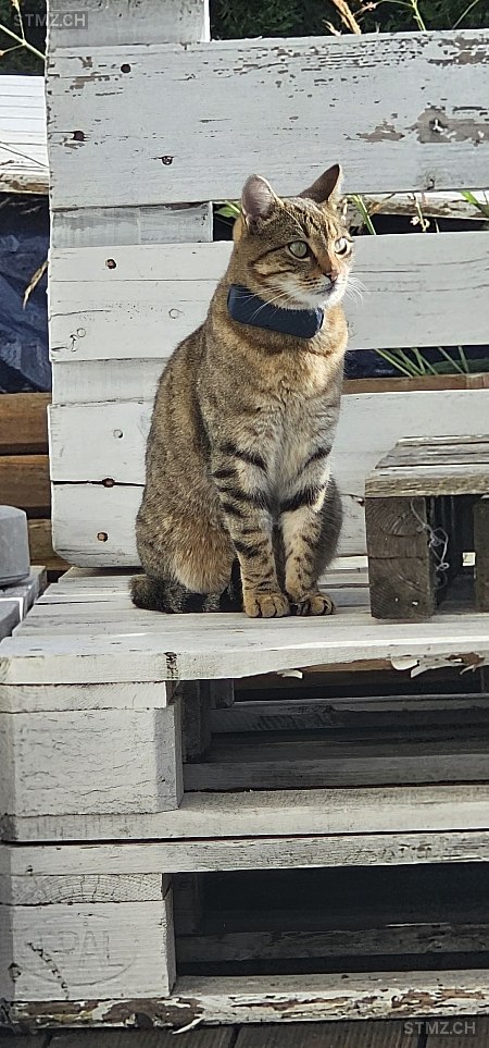 Mila — Hauskatze ♀, Vermisst seit 16.02.2024, Balsthal (SO)