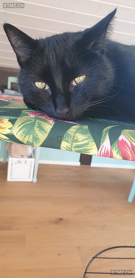 Loki — Hauskatze ♂, Vermisst seit 23.02.2024, Derendingen (SO)