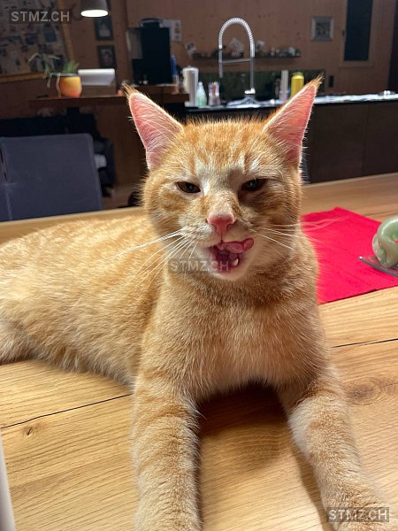 Herkules — Hauskatze ♂, Vermisst seit 21.02.2024, Ruggell (FL)